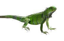 [:en]iguana[:]